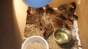 Цесарка бройлерная дубль два.