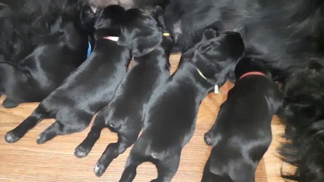 щенки Ризеншнауцера, 6 дней. смотреть онлайн