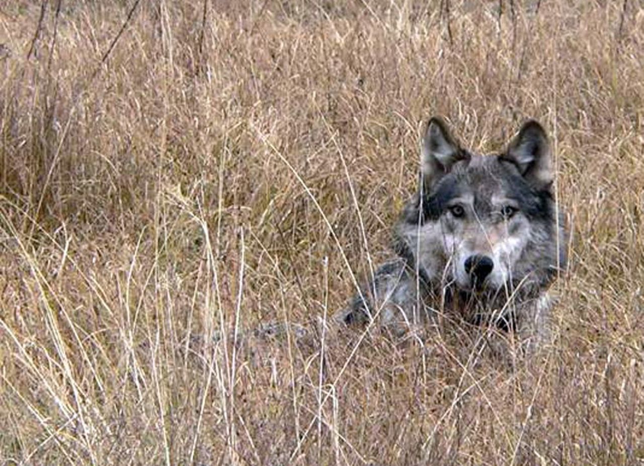 фото разозленного волка