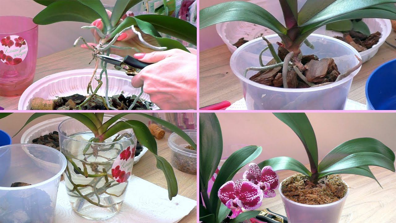 Пересадка. Орхидея ВЫЖИЛА, ВОССТАНОВИЛАСЬ.