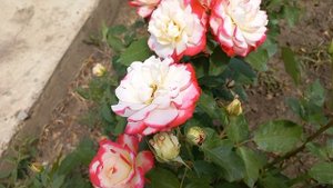 Цветение роз 28.06.23