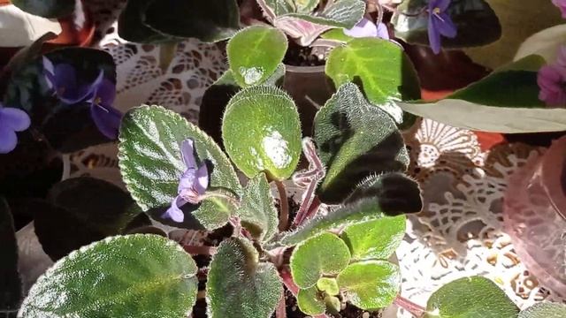 27.06.2022 Обзор комнатных цветов конец июня. ?????? смотреть онлайн