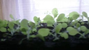 Выращивание табака для сигар