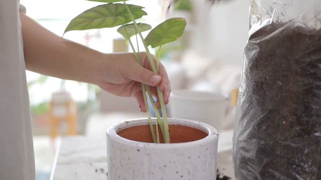 Plant Care Routine | How I Take Care Of My Plants | Silent Vlog