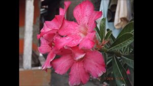 Camera FujiFilm Finepix S4300 Photo Test