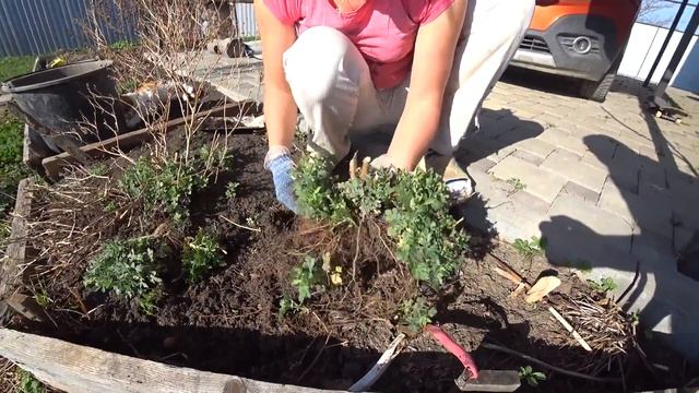 ХРИЗАНТЕМА МУЛЬТИФЛОРА, размножение весной. 100 % приживаемость. смотреть онлайн