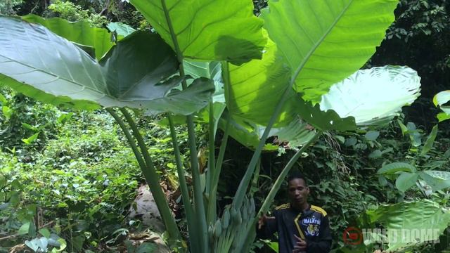 Keladi Gergasi di Hutan (Leucocasia gigantea) - Giant Elephant Ear.