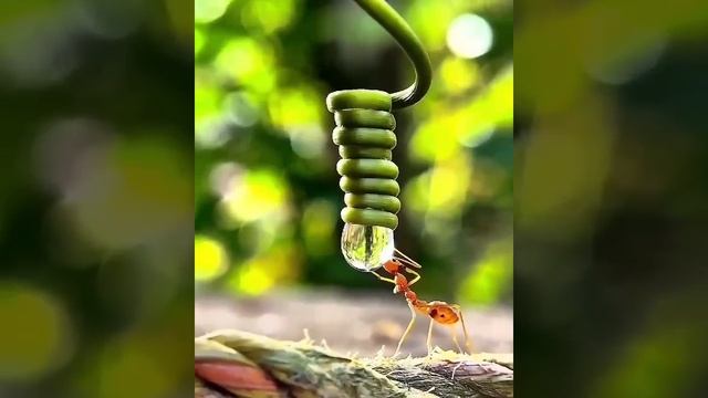 Как сделать красивый кадр в макросъёмке смотреть онлайн