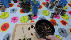 100 Аглаонем из пенька. Размножение аглаонем пеньком, вершком и корешком .