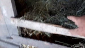 ?Где куры прячут яйца??