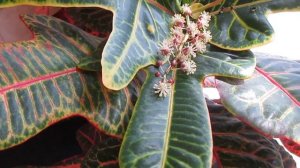 Кротон цветёт.