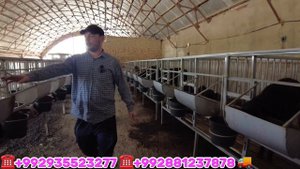 ГУСФАНД ВА БУКА ПАРВАРИ КОМБИКОРМА НИГОРА ЭФЕКТАШ ЗУР ВА АРЗОН РЕГАР ДА АРЗОН СИФАТ 17 августа 2023