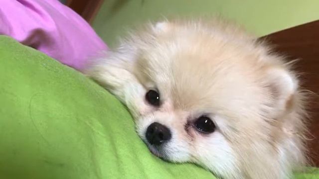 Милый шпиц смотреть онлайн