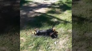 Любимый цвергпинчер / карликовый пинчер / мини доберман