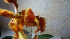 ДЕБЮТ ОРХИДЕИ PSYCHOPSIS.MARIPOSA SPECIAL