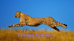 Топ 10 самых быстрых животных в мире