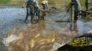 Разведение карпа. Бизнес идея