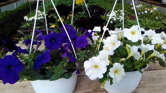 Сею ампельную петунию