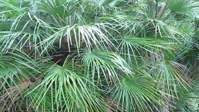 Large Chamaerops humilis Palm