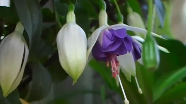 Fuksja Royal Mosaic 437/FUCHSIA /UŁANKA смотреть онлайн