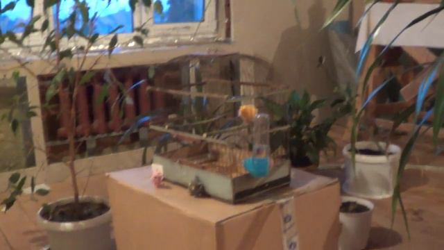 Трелик точит клюв смотреть онлайн