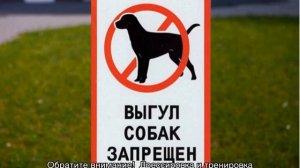 Площадка для выгула для собак: нормы и правила