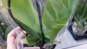 ОРХИДЕЯ БАБОЧКА, МУТАНТ, мини и др.| ОРХИДЕИ фаленопсис в ЛЕРУА МЕРЛЕН orchid phalaenopsis