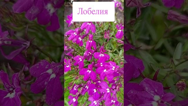 Розовая лобелия (Lobelia erinus).?