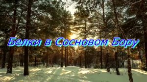 Белки в Сосновом Бору 2018 ГОД