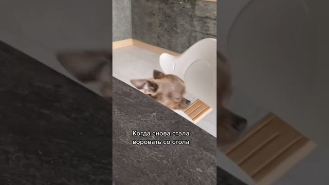 🤣 #чихуахуа #собака #chihuahua #dog #dogvideo  #funnyvideos #смешныеживотные#치와와 #チワワ #犬 #狗