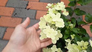 Метельчатая гортензия Полестар или Офелия.