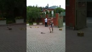 Танец со змеей