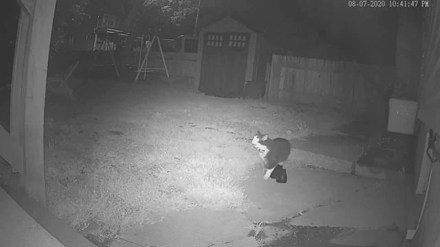 Кошка ворует тапки смотреть онлайн