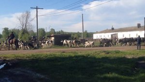 Коровы черно пестрые +7(906)871-83-83