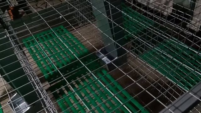 Самая простая клетка l КРОЛИКИ l Для начинающих