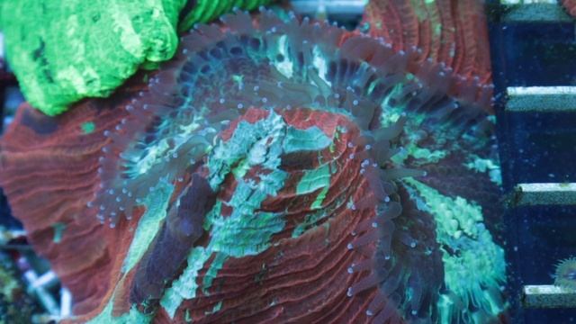 2Crabs | Как запустить свой первый морской аквариум? смотреть онлайн