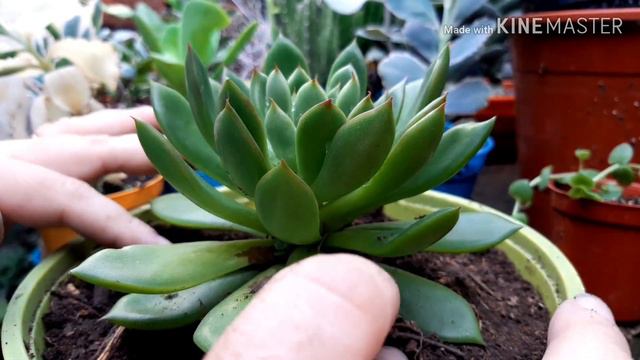 Vive de lo que te apasiona, a mi me apasiona el JARDÍN y esta Echeveria agavoides смотреть онлайн