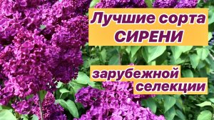 Яркие сорта сирени зарубежной селекции / Самые красивые сорта сирени