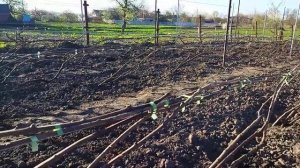 Формировка технических сортов винограда