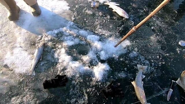 Рыбалка, рыбалочка! Камчатка!