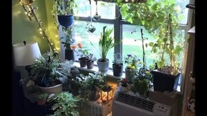 ?Urban Jungle Home House Plant Decor Ideas 2019 / Interior Design
