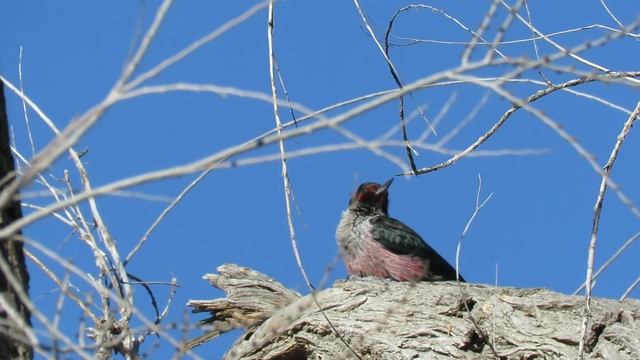 Lewis's Woodpecker (Melanerpes lewis) Pecking in a Dead Tree смотреть онлайн