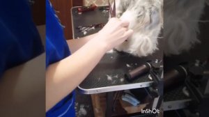 Стрижка ши-тцу.