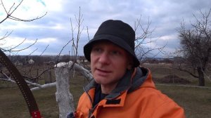 Обрезка старой вишни весной - не дайте стволу засохнуть!