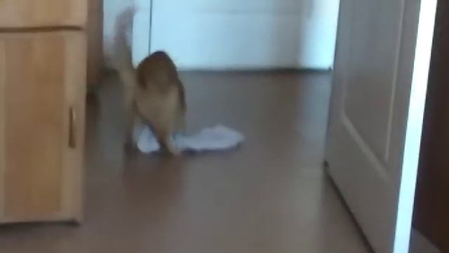 Кошка моет полы смотреть онлайн