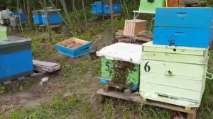 Семьи пошли в ройку, что делать и как дожить до акации.