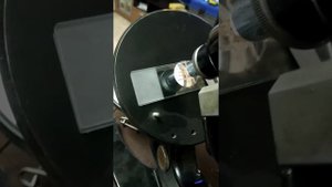 Определяем пол паука Ласиодара Парахибана
