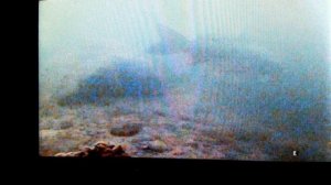 Огромные карпы зимуют на большой глубине. Подводные видео съемки