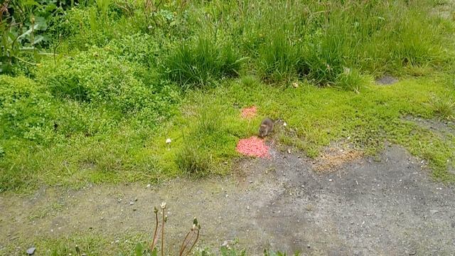 Самая эффективная отрава от крыс! Какая эффективная отрава от крыс! Чем отравить крыс! Как от крыс! смотреть онлайн