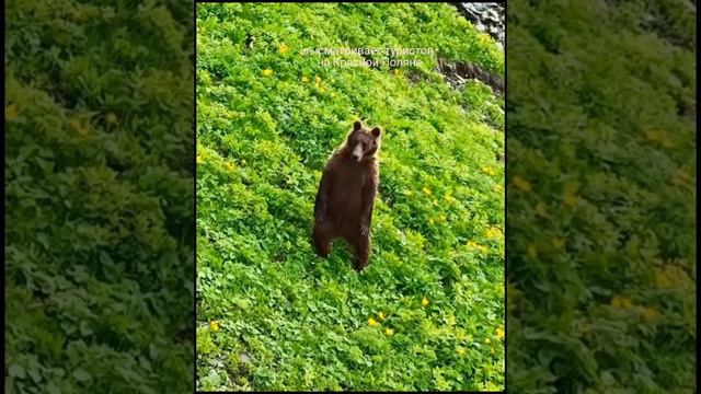 В ожидании туристов на Красной Поляне